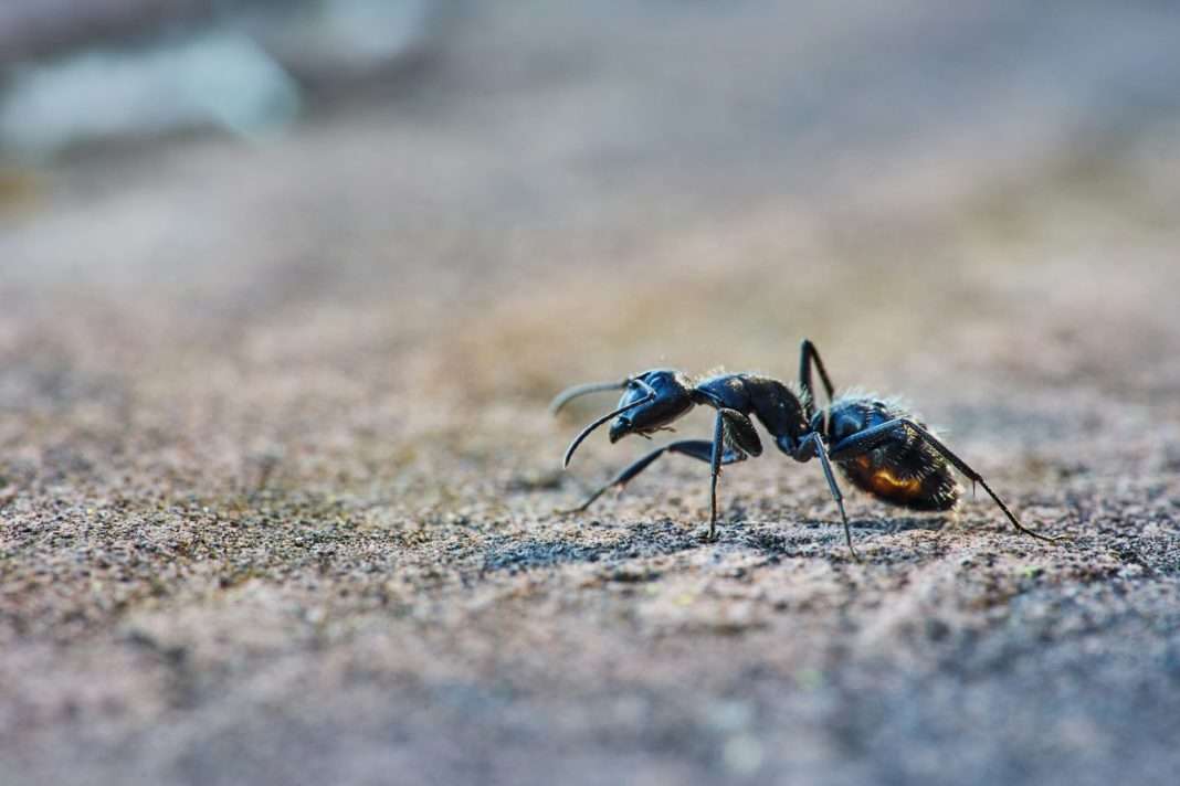 Ameisenplage