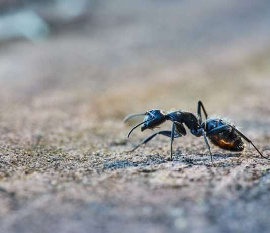 Verflixt viele Beine – und kein Ende in Sicht: Wie ein kleines Dorf im Elsass gegen eine riesige Invasion kämpft Ameisenplage