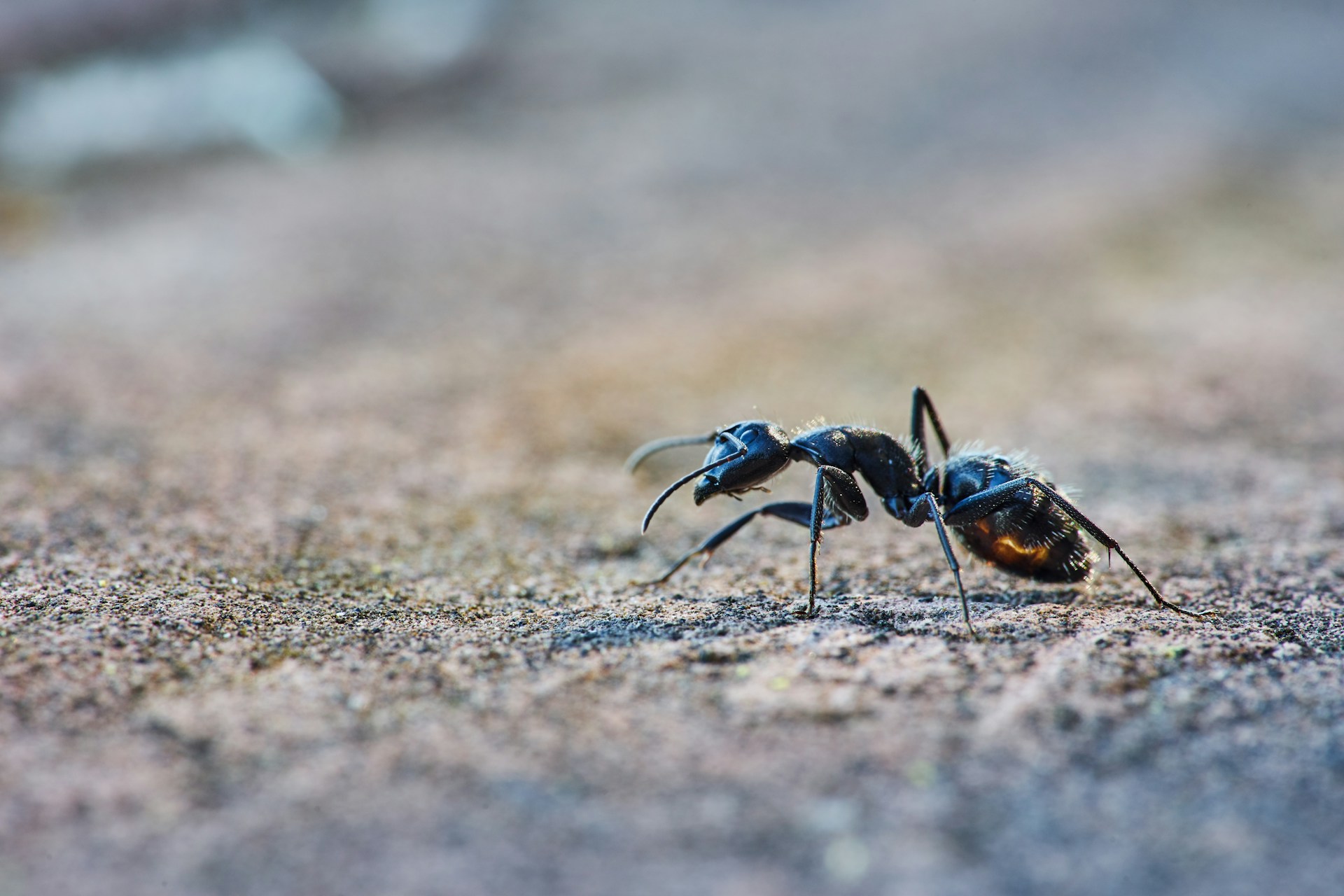 Invasive Ameisenart plagt Bewohner von Albi