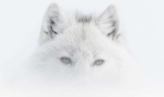 Vincent Munier: Ein Blick in die Wildnis – Eine Ausstellung in Arc-et-Senans Vincent_Munier