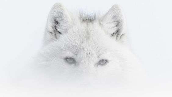 Vincent Munier: Ein Blick in die Wildnis - Eine Ausstellung in Arc-et-Senans