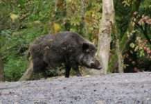Wildschwein-Alarm in Saint-Maximin: Wenn die Natur vor der Haustür steht Wildschwein