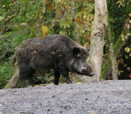 Wildschwein-Alarm in Saint-Maximin: Wenn die Natur vor der Haustür steht Wildschwein