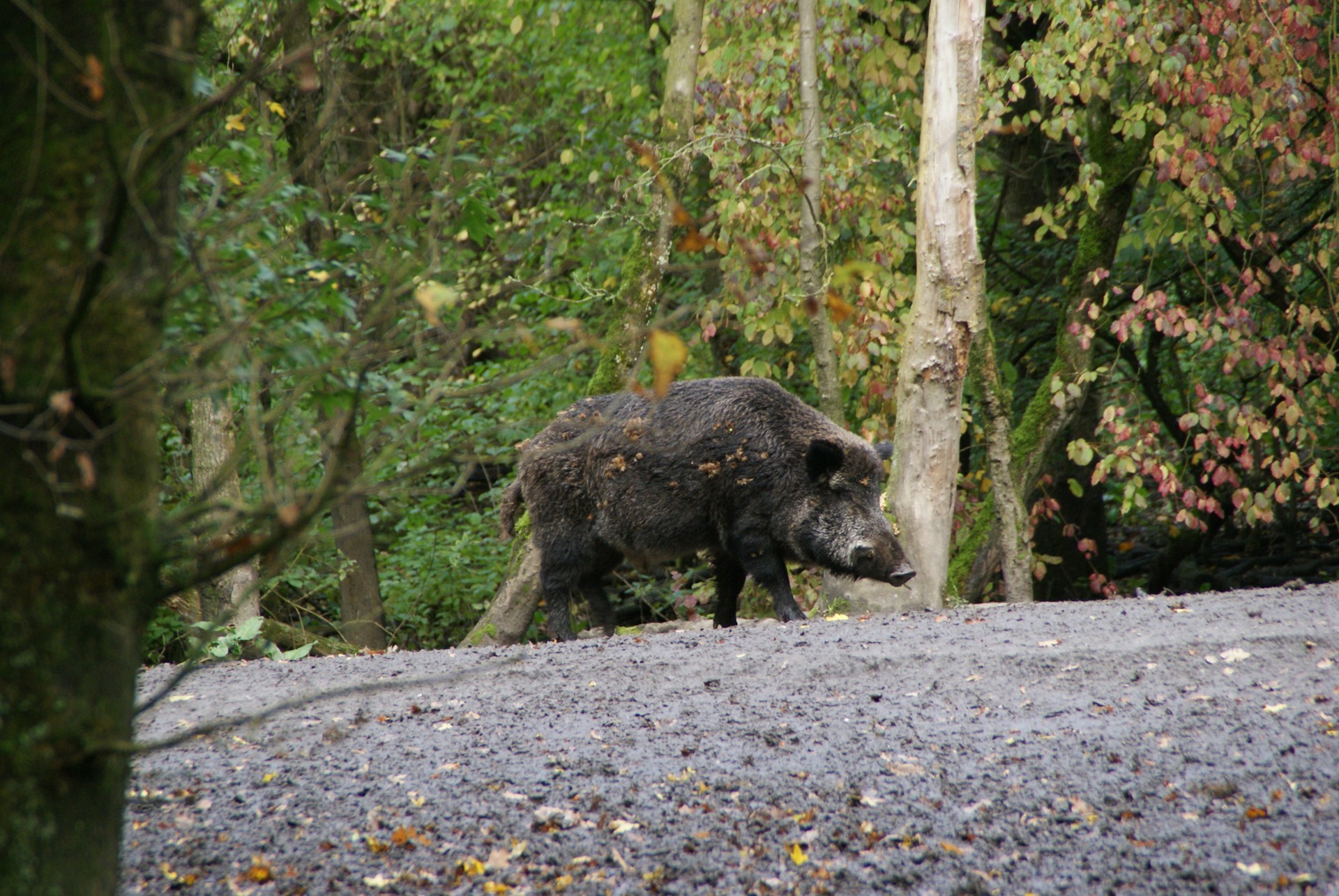 Marseille und die Wildschweininvasion: Ungebetene Besucher in der Stadt