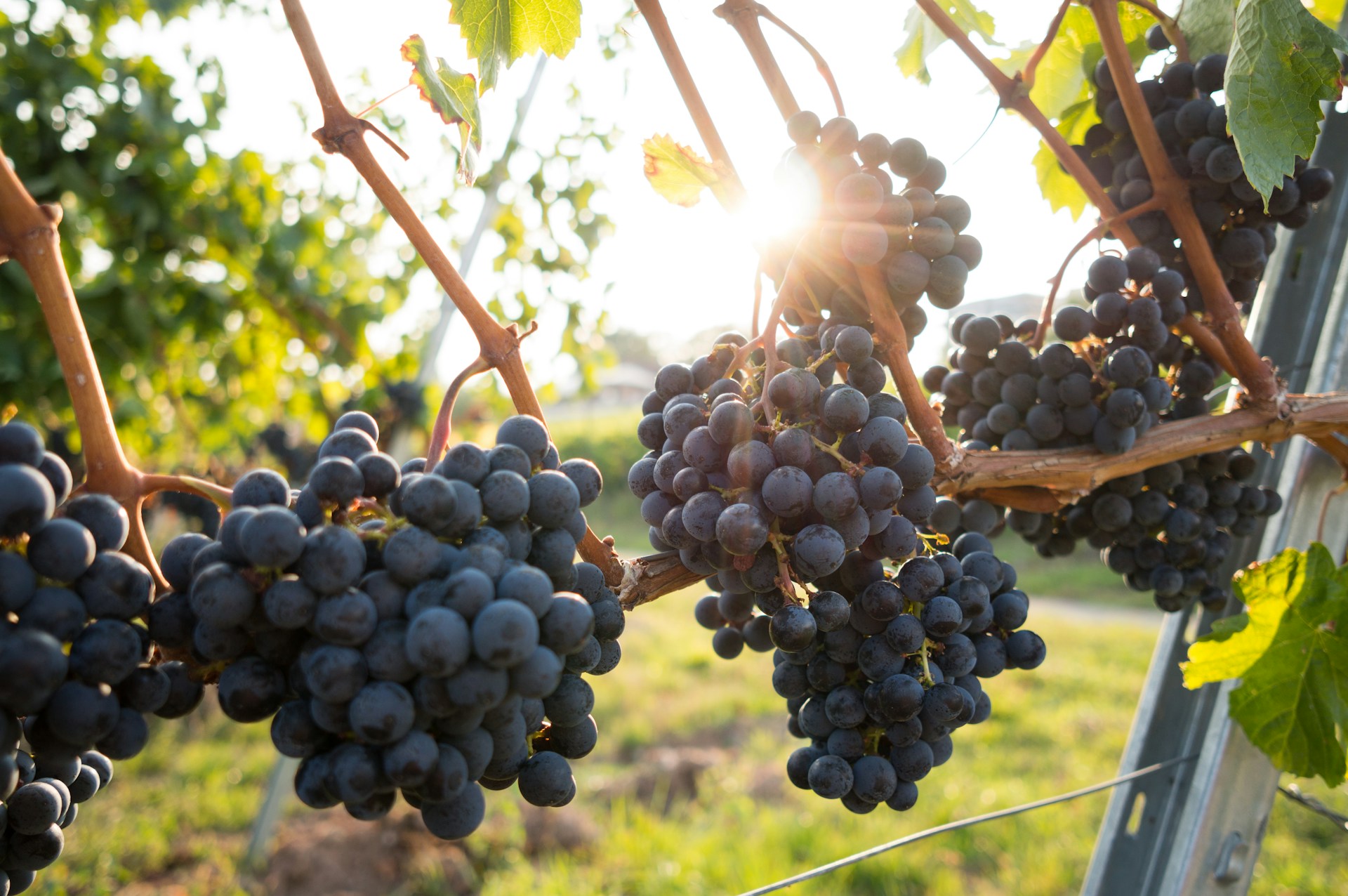 Gefahr im Verzug: Warum der Bordeaux-Wein dieses Jahr auf der Kippe steht