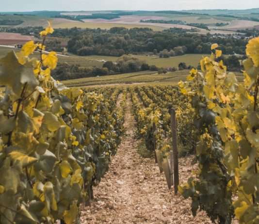Verheerende Unwetter im Chablis: Ein Großteil der Weinberge zerstört Weinberg_Chablis