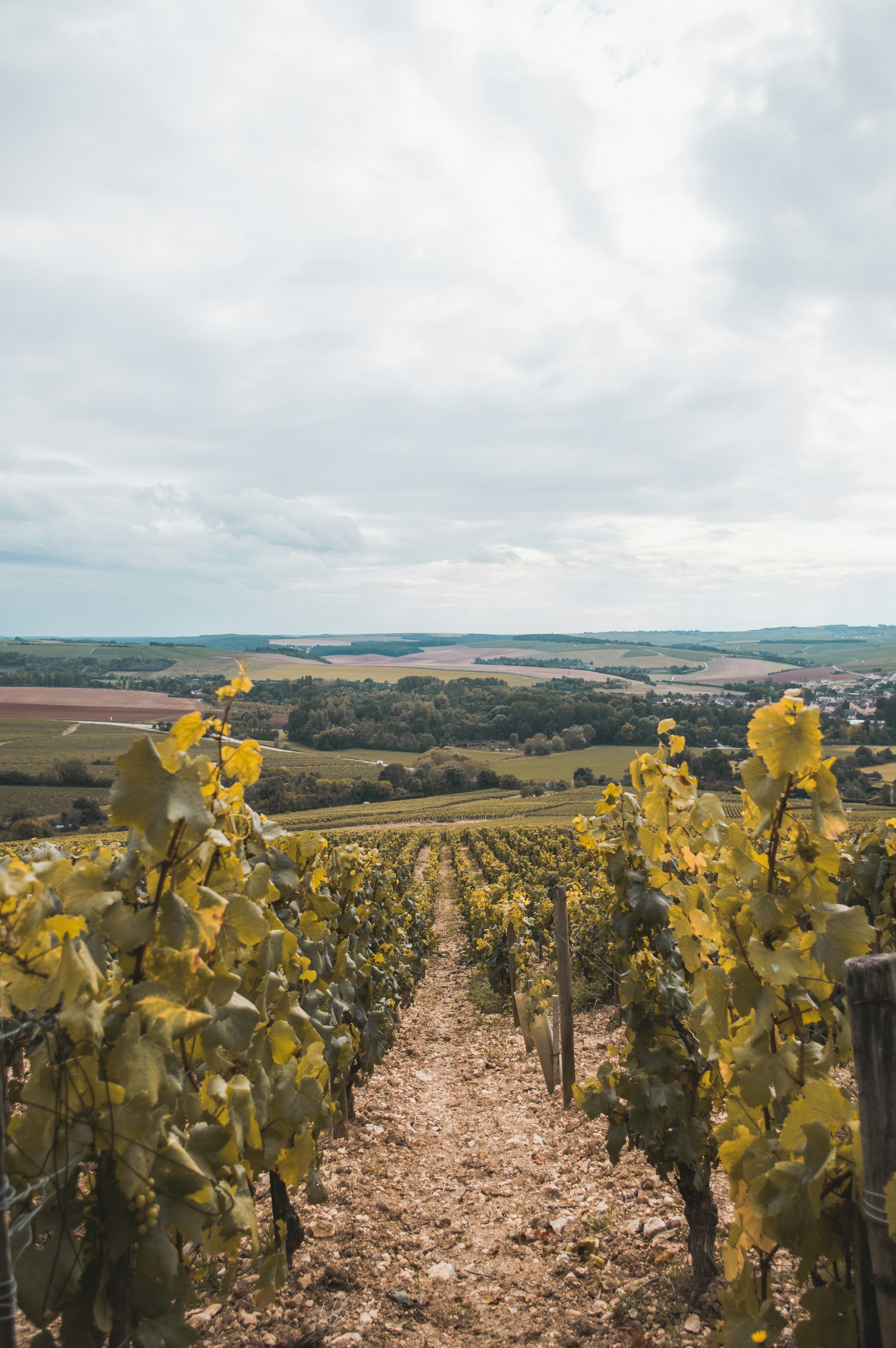 Verheerende Unwetter im Chablis: Ein Großteil der Weinberge zerstört