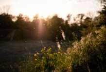 Pollenalarm in Frankreich: Rote Warnstufe ausgerufen Pollenflug