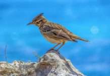 Das Ende der Vogelfallen in Frankreich: Eine langjährige Debatte findet ihren Abschluss Lerche