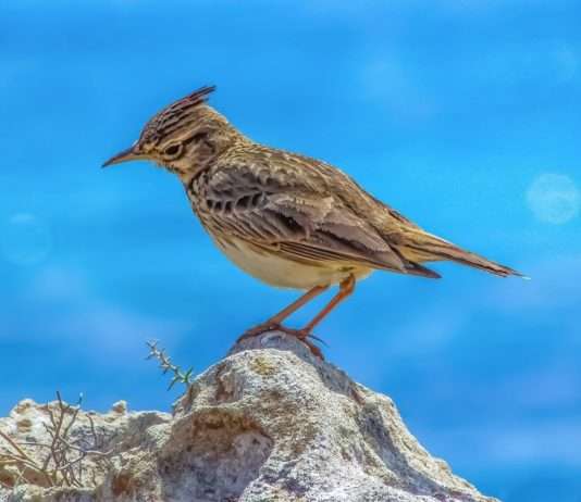 Das Ende der Vogelfallen in Frankreich: Eine langjährige Debatte findet ihren Abschluss Lerche