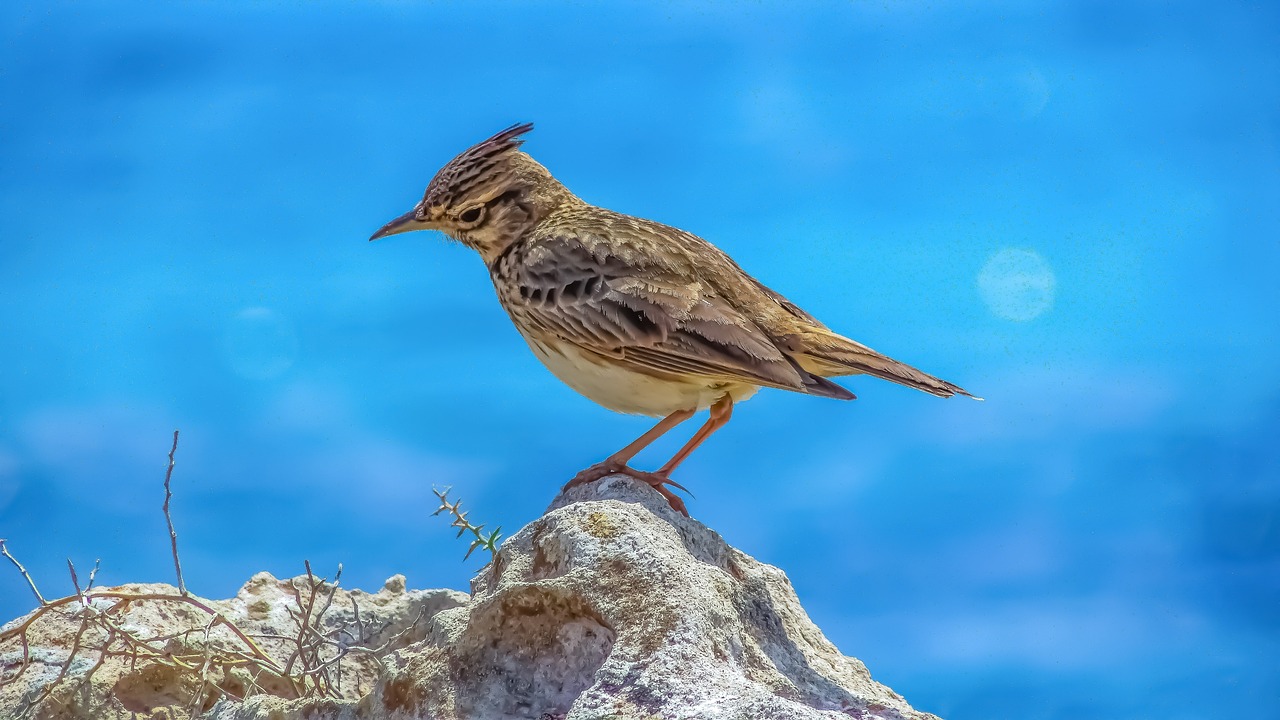 Das Ende der Vogelfallen in Frankreich: Eine langjährige Debatte findet ihren Abschluss