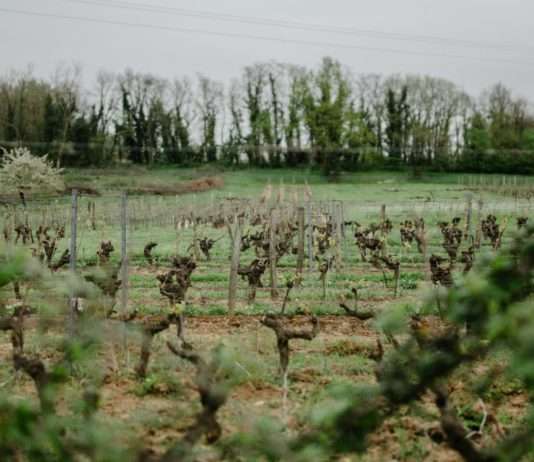 Klimakrise trifft Weinbau: Lavendel statt Wein – Wie sich Winzer neu erfinden Weinanbau