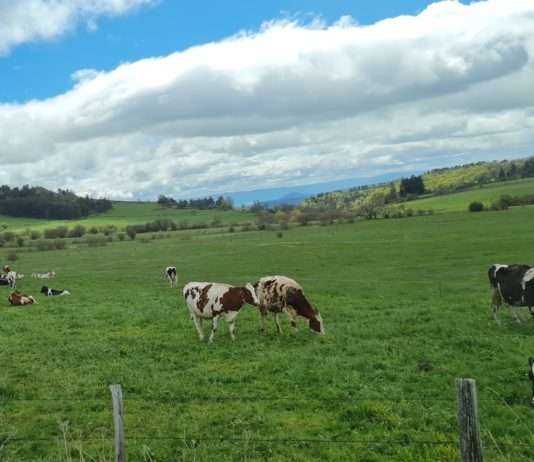 Saint-Nectaire: Ein kulinarisches Symbol der Auvergne Auvergne_Kühe