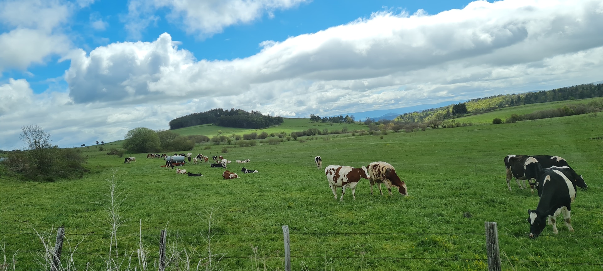 Saint-Nectaire: Ein kulinarisches Symbol der Auvergne
