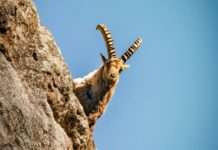 Zeitreise auf Schusters Rappen: Wanderung durch den Parc National du Mercantour Parc_du_Mercantur