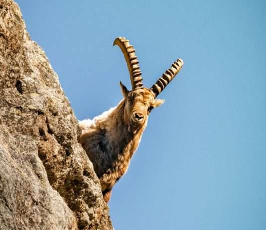 Zeitreise auf Schusters Rappen: Wanderung durch den Parc National du Mercantour Parc_du_Mercantur