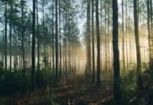 Klimawandel in der Franche-Comté: Neue Baumarten für eine nachhaltige Zukunft Wald