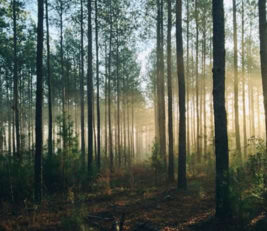 Klimawandel in der Franche-Comté: Neue Baumarten für eine nachhaltige Zukunft Wald