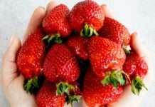 Die letzte rote Versuchung: Wie lange die Erdbeere aus dem Périgord wirklich Saison hat Erdbeeren