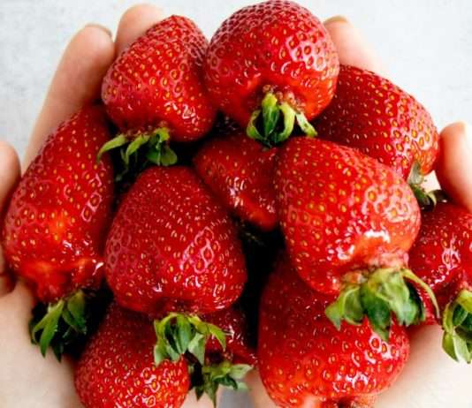 Gaumenfreuden aus dem Périgord: Die Erdbeere – Der süße Schatz der Region Erdbeeren