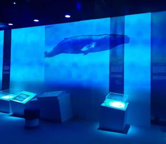 „Ozean“ in Rouen: Eine Reise zwischen Land und Meer Ausstellung_Ocean