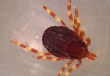 Zecken: Eine wachsende Gefahr in Südfrankreich Hyalomma_marginatum