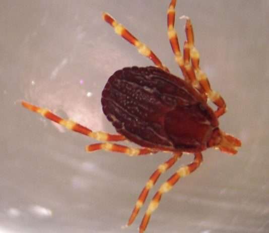 Zecken: Eine wachsende Gefahr in Südfrankreich Hyalomma_marginatum