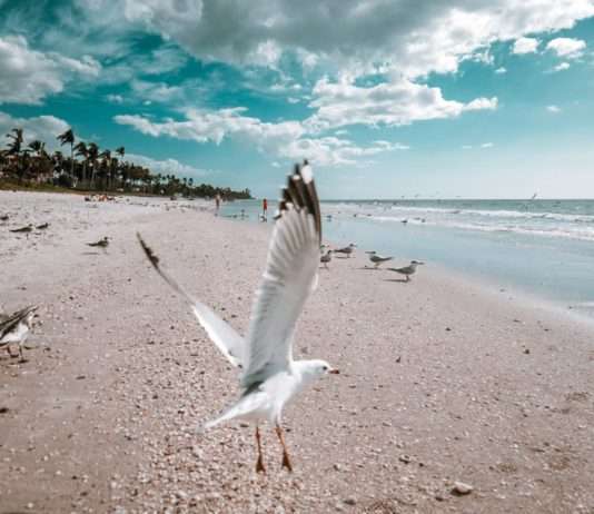 Goéland-Möwen: Eine Herausforderung für französische Küstenstädte Möwen