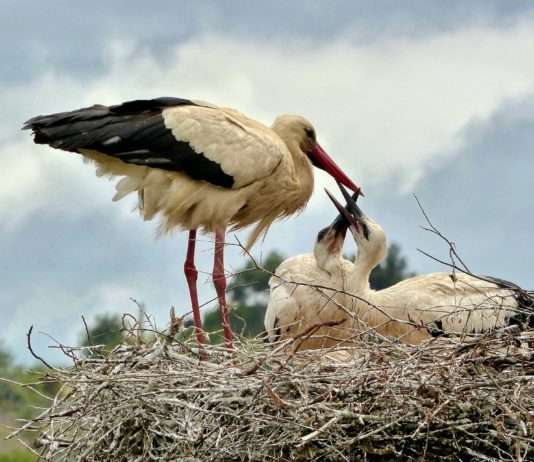Regenfälle in Ostfrankreich: Störche in Not Störche_Nest