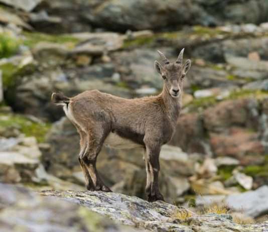 Rückkehr des iberischen Steinbocks: Ein Erfolg in den Pyrenäen Steinbock