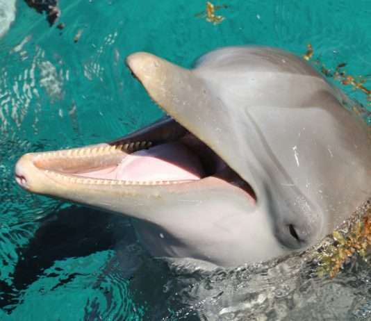 Delfin-Spektakel im Vieux-Port: Ungewöhnliche Gäste in La Rochelle Delfine