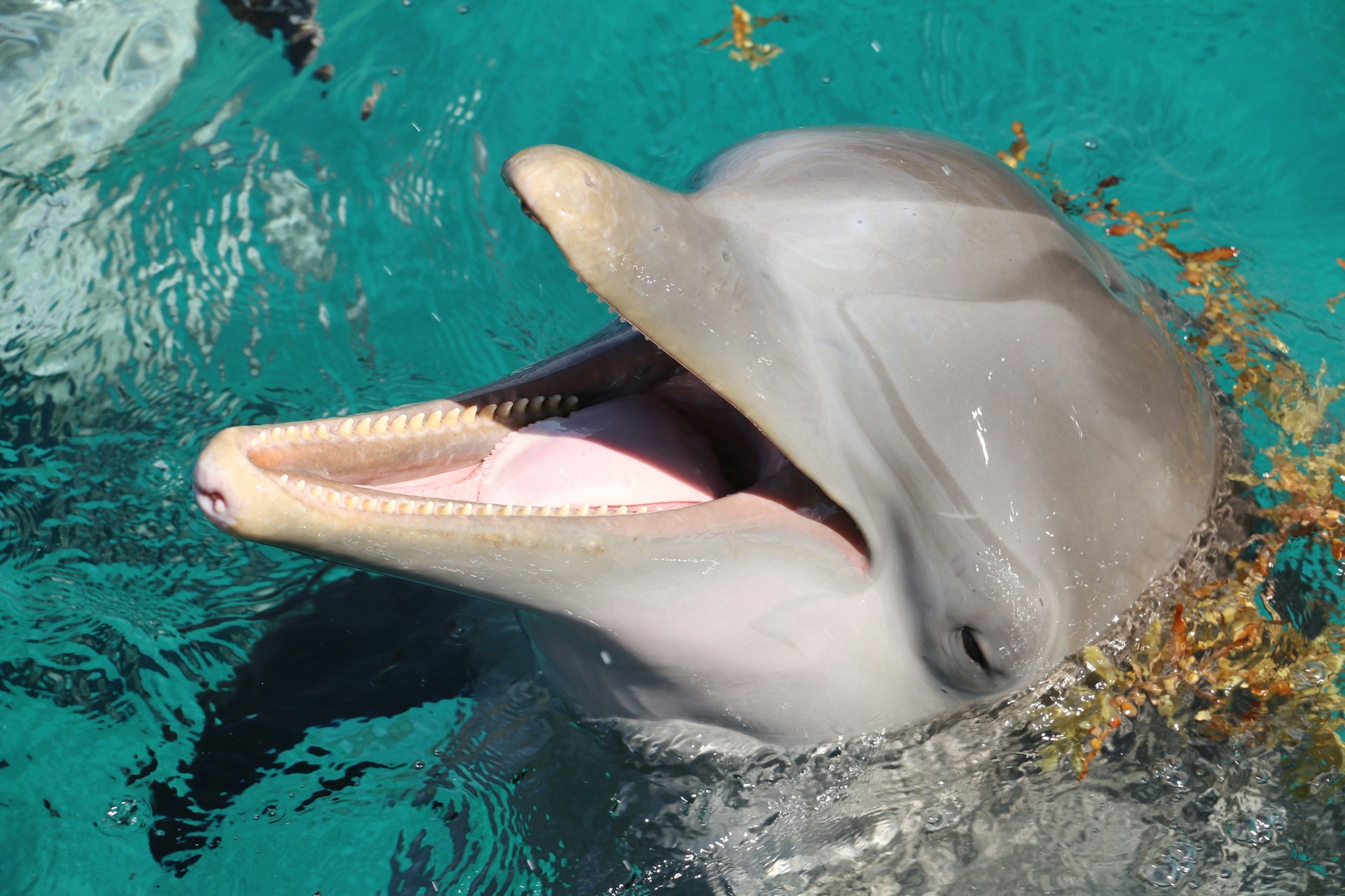 Delfin-Spektakel im Vieux-Port: Ungewöhnliche Gäste in La Rochelle