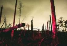 Sturm Ciaran: Ein Meer aus Holz steht zum Verkauf zerstörter_Wald