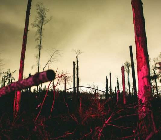 Sturm Ciaran: Ein Meer aus Holz steht zum Verkauf zerstörter_Wald