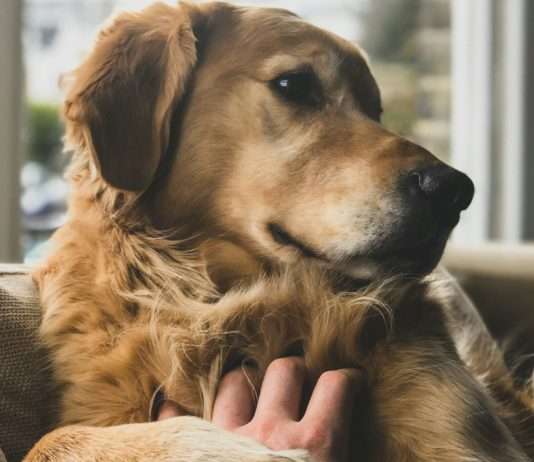 Ein Hund als Assistent beim Zahnarzt: Eine beruhigende Innovation in Brest Therapie_Hund