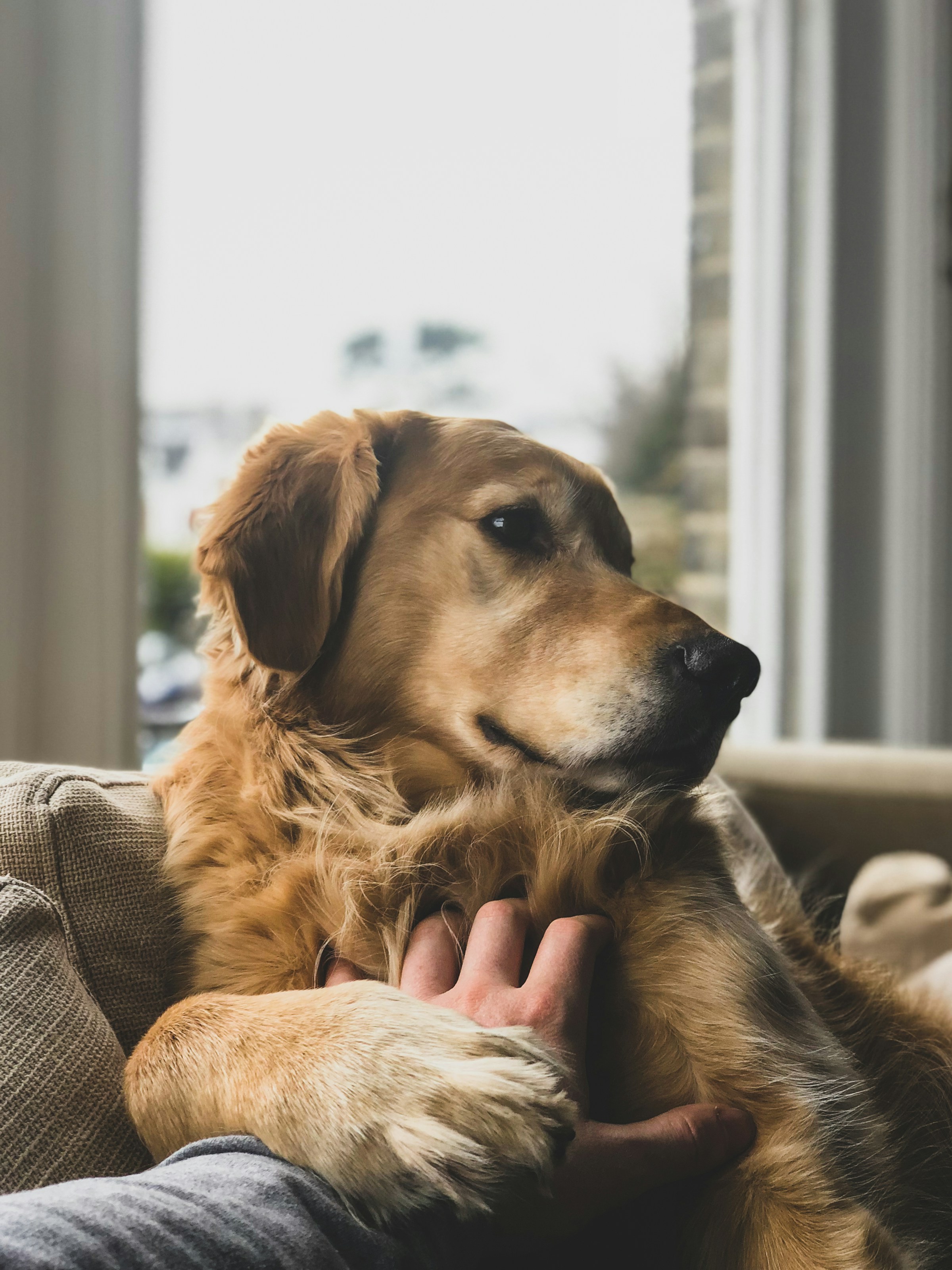Ein Hund als Assistent beim Zahnarzt: Eine beruhigende Innovation in Brest