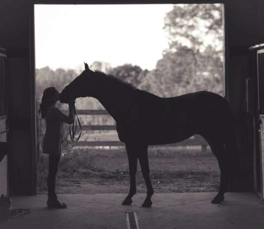 Tragödie in Bernesq: 70 Pferde bei Großbrand getötet Gestüt_Pferde