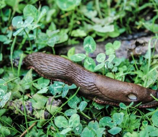 Regen und Schnecken: Eine Invasion im Frühling Limaces_Nacktschnecken
