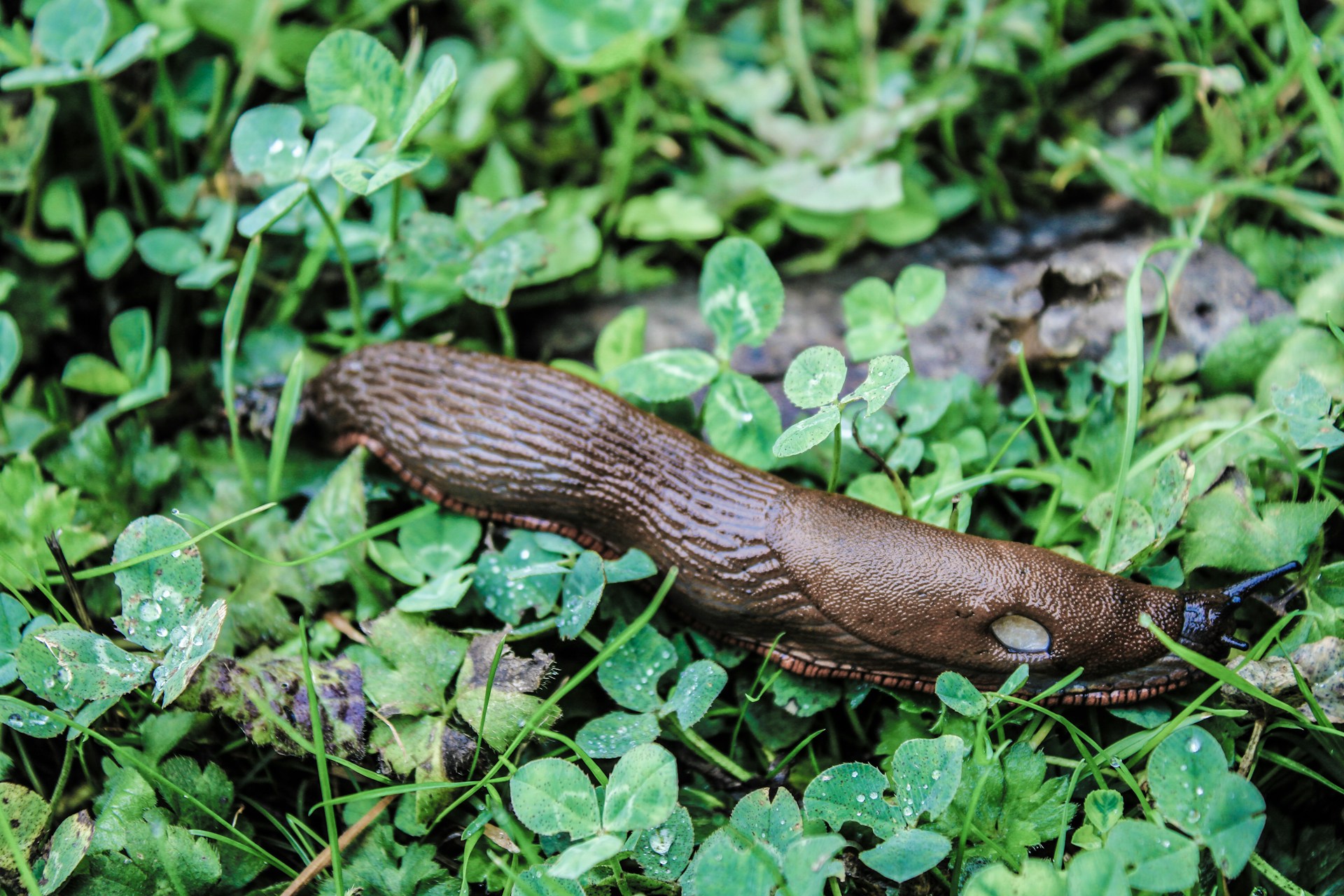 Regen und Schnecken: Eine Invasion im Frühling