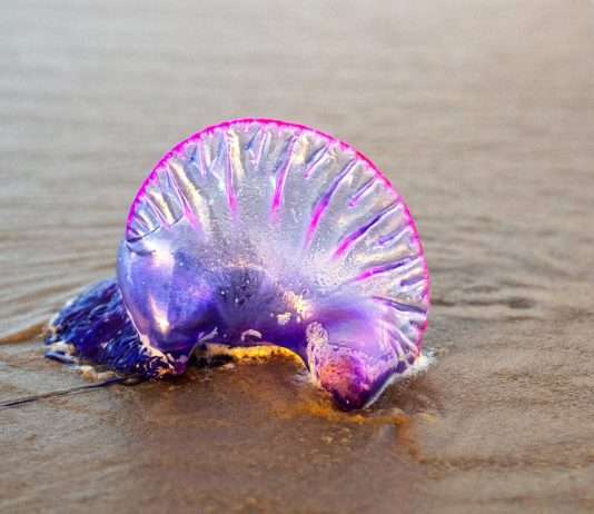 Quallenplage an den Stränden des französischen Mittelmeers: Eine Folge des Klimawandels? Qualle_Strand
