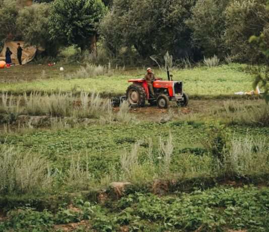 Klimawandel bedroht Taliban-Pläne, ein Opium-Verbot durchzusetzen. Das hat weltweite Auswirkungen… Afghanistan_Landwirtschaft