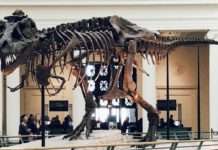 Gigant aus der Urzeit: Vulcain kommt unter den Hammer Dinosaurier