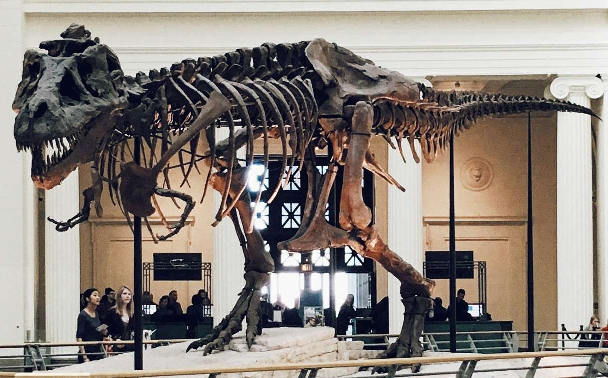 Gigant aus der Urzeit: Vulcain kommt unter den Hammer