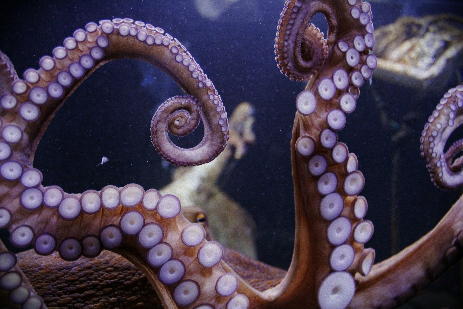 Schutz des Oktopus in der Bretagne: Ein Paradigmenwechsel