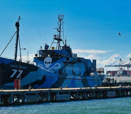 Wächter der Ozeane: Warum der Schutz der Wale wichtiger ist denn je Sea_Shepherd