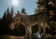 Wolfalarm in der Normandie: 23 Nutztiere bei Mont-Saint-Michel gerissen Wolf_Wölfe