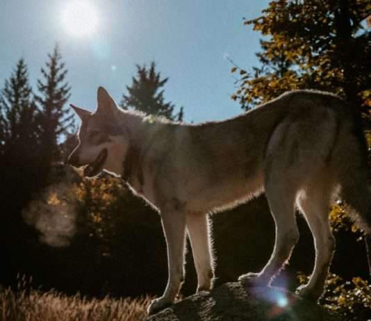 Wolfalarm in der Normandie: 23 Nutztiere bei Mont-Saint-Michel gerissen Wolf_Wölfe