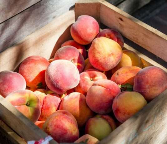 Vallée du Rhône: Die tollen Obststände am Strassenrand, an denen man nicht vorbeifahren sollte Pfirsiche