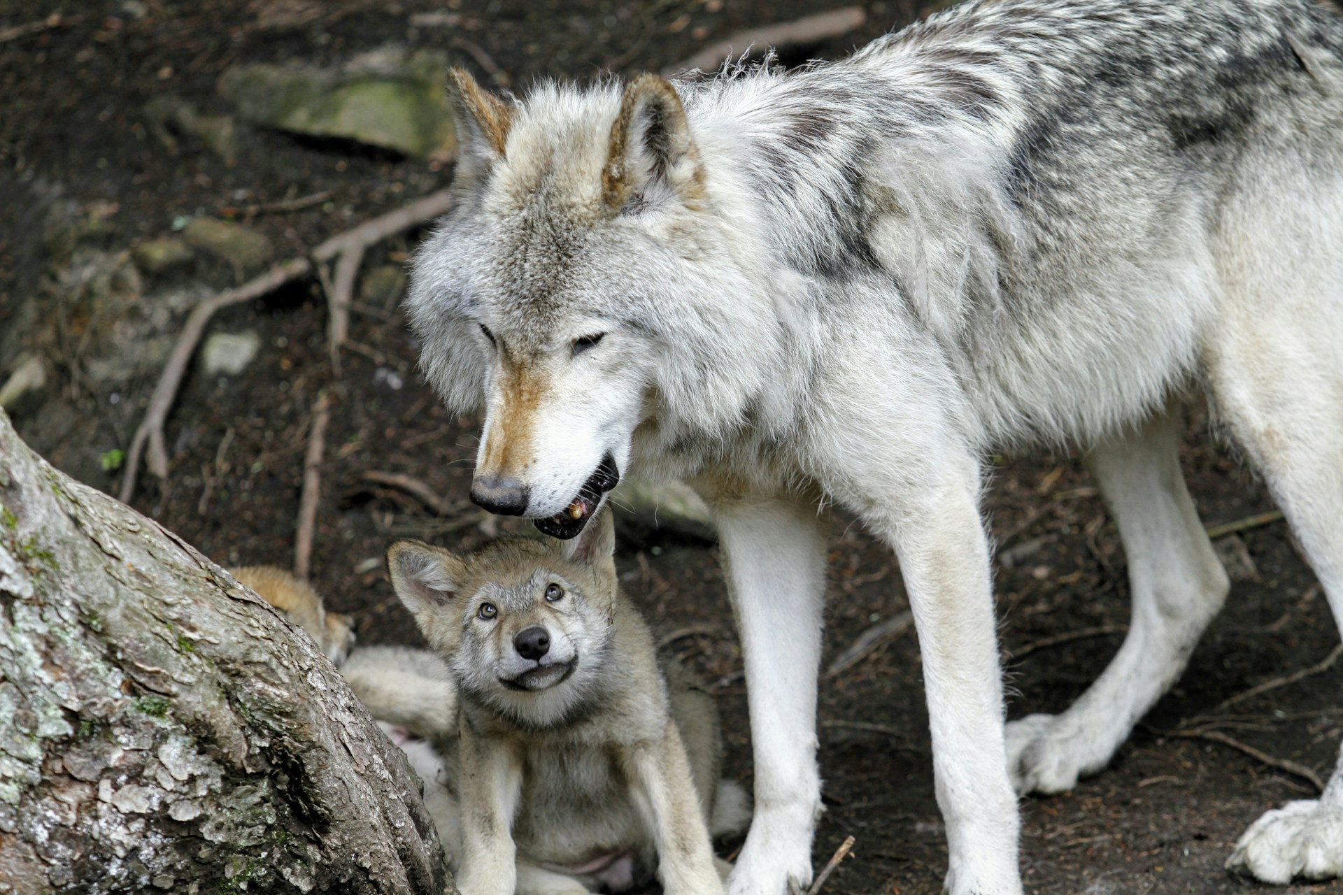Wenn ein Wolf ein Werkzeug ergreift – und unsere Sicht auf ihn ins Wanken gerät