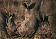 Ein historisches Highlight im Zoo von Montpellier: Geburt eines weißen Nashorns Nashorn